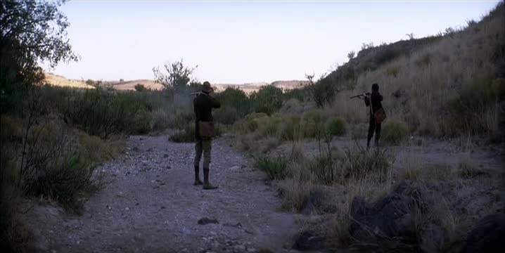 Quail Hunting