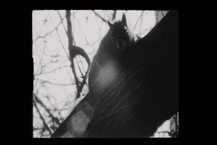 Squirrels and Trees
